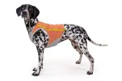 Gilet Rafraichissant Pour Chien Ruffwear Swamp Cooler -Pet Haven Soldes 05451 swamp cooler zip salmon pink vilas small.143648425d5f