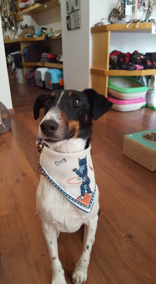 Pet Haven Soldes -Pet Haven Soldes 14368702 1583062535323339 1546187198816288202 n