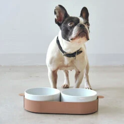 Bols Doubles Pour Chat Tavoletta -Pet Haven Soldes 157657011 3749448261804525 2731050028069019296 o