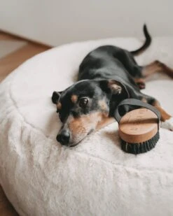 Brosse Pour Poils Courts Lila Loves It -Pet Haven Soldes 161229030 4137278379657245 2517501273737839 n