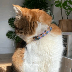 Collier Pour Chat Starry Night Vegan -Pet Haven Soldes 1 450x450 500553ee 334d 4796 ad24 533ef3b6f4b4