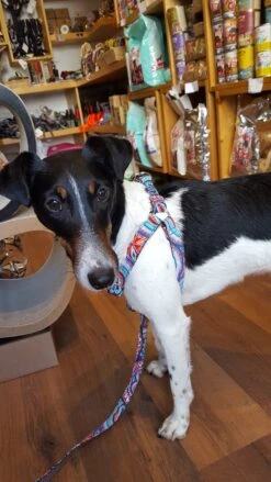 Harnais Parachute Pour Chien Estartit -Pet Haven Soldes 20180223 135652