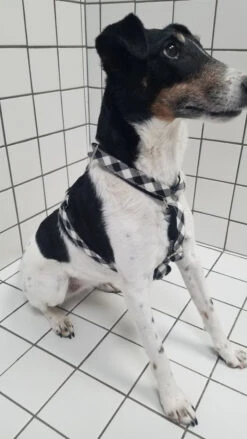 Harnais Pour Chien En H Cadi -Pet Haven Soldes 20230309 104338