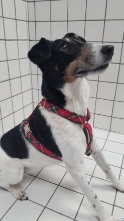Harnais En H écossais Tremp -Pet Haven Soldes 20230309 105050