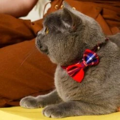 Noeud Papillon Pour Chat écossais -Pet Haven Soldes 210414H WApril211397WEB 444x444 6b1a2026 dce0 46bf 9c5b 236bd8d8daf5