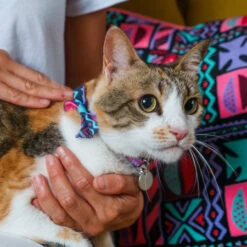 Noeud Papillon Pour Chat Mud Cloth 7 Noeud Papillon Pour Chat Mud Cloth -Pet Haven Soldes 210913H WSeptember2680 450x450 c900ed2b d738 45ee 91f5 c119ab031889