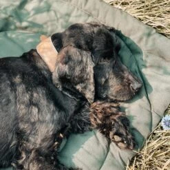 Matelas De Voyage Pour Chien Enroulable Compass Band & Roll -Pet Haven Soldes 218229317 2902613189951370 179570711880325291 n