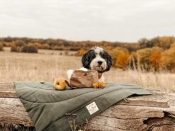 Bol De Voyage Pour Chien Pliable Melo Band & Roll -Pet Haven Soldes 260361788 2999272576952097 6169627930454149669 n