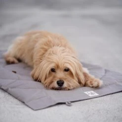 Matelas De Voyage Pour Chien Enroulable Compass Band & Roll -Pet Haven Soldes 268652243 3023841381161883 312556858615273424 n