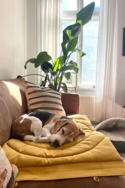 Matelas De Voyage Pour Chien Enroulable Compass Band & Roll -Pet Haven Soldes 49cff49df540a944707e83bca4817ae0