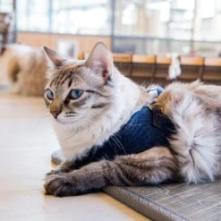 Harnais Knox Q Catspia -Pet Haven Soldes 91NQd 2Bt6QHL. SL1500