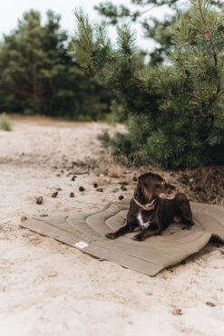 Matelas De Voyage Pour Chien Enroulable Compass Band & Roll -Pet Haven Soldes Adogontheblanketinthewoods 720x 9d7546b6 7267 449e 8a06 580bb2043e16