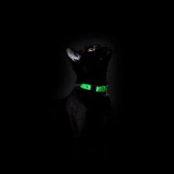 Collier Pour Chat Réfléchissant Lumino Lux -Pet Haven Soldes BlackCats CheshireAndWain RachelOates 7 1800x1800 60d2b520 0740 464a b28b 79ab00a85ce0