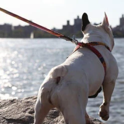 Laisse Dakar -Pet Haven Soldes CA2 399x399 f8b9f360 9054 4c75 a282 631b8c013bc2