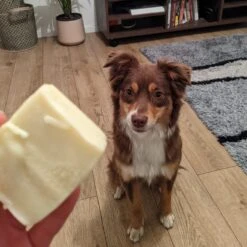 Shampoing Solide Pour Chien Bio -Pet Haven Soldes CITRONX1AMBIANCE1 1024x1024 2x 0436bb43 5b09 47ab a915 b2c285461b38