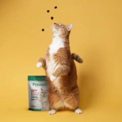 Friandises Au CBD Pour Chat -Pet Haven Soldes CT F3 500x bc70b0be 0aea 4469 ad5d 2ee8fd0f2cfb