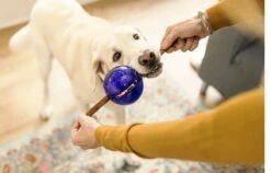 Jeu De Réflexion Pour Chien Orbee-Tuff Guru -Pet Haven Soldes Captureguru