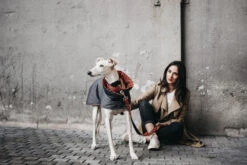 Manteau Pour Lévriers -Pet Haven Soldes ChaquetasBrott 60 800x533