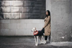 Manteau Pour Lévriers -Pet Haven Soldes ChaquetasBrott 64 800x533