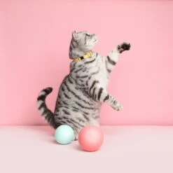 Collier Pour Chat Ice Cream (4 Couleurs) 16 Collier Pour Chat Ice Cream (4 Couleurs) -Pet Haven Soldes Cheshire 26Wain RachelOates 21