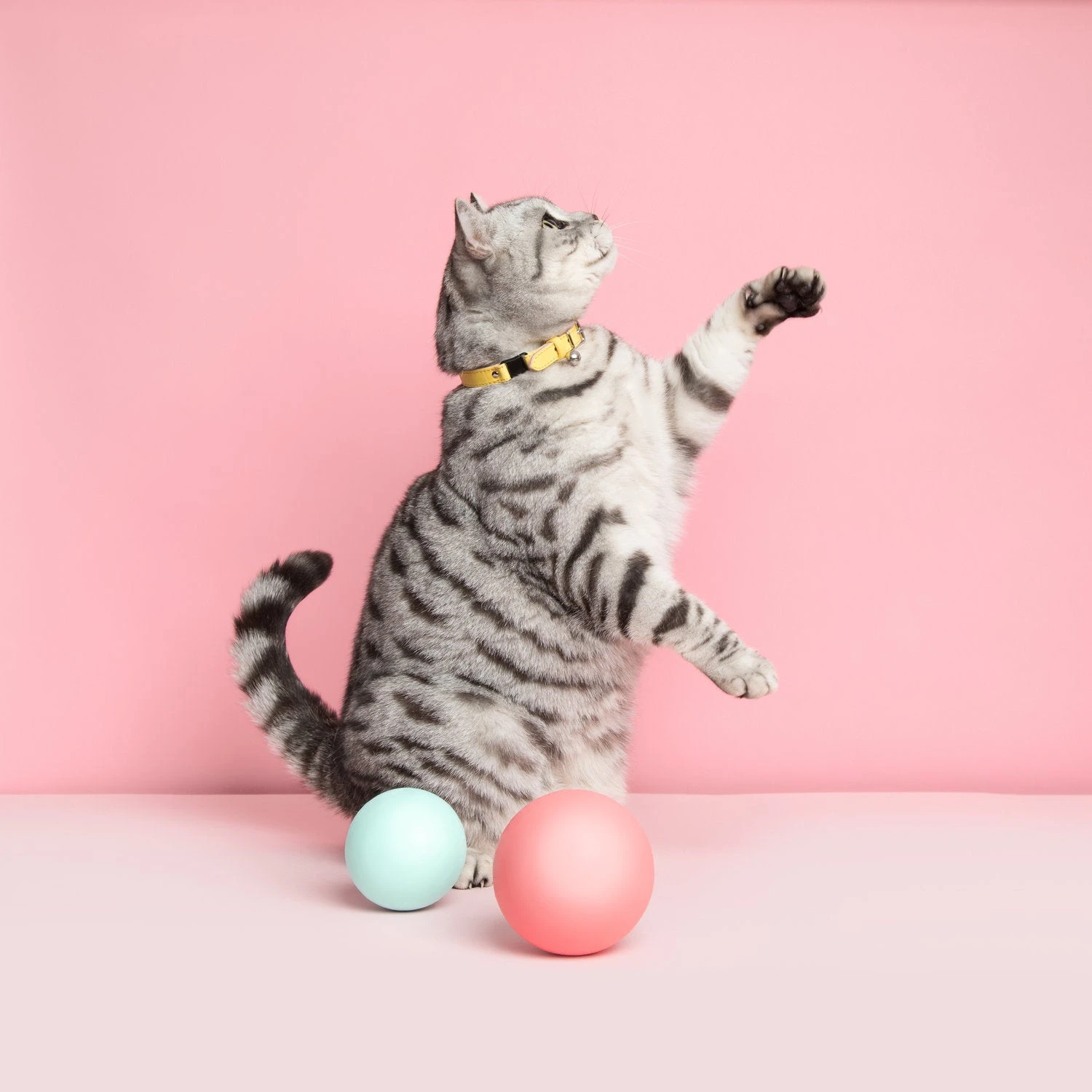 Collier Pour Chat Ice Cream (4 Couleurs) 8 Collier Pour Chat Ice Cream (4 Couleurs) – Image 6