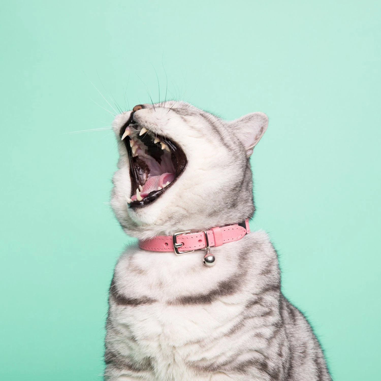 Collier Pour Chat Ice Cream (4 Couleurs) 11 Collier Pour Chat Ice Cream (4 Couleurs) – Image 9