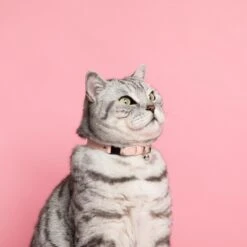Collier Pour Chat Ice Cream (4 Couleurs) 18 Collier Pour Chat Ice Cream (4 Couleurs) -Pet Haven Soldes Cheshire and Wain Candyfloss Collar Rachel Oates