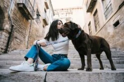 Collier Pour Chien Gosol -Pet Haven Soldes DSC5361