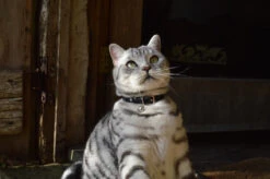 Collier En Cuir Pour Chat Jabberwocky -Pet Haven Soldes DSC 2262 79f2d9ef cc5f 4da6 add9 0a057c40f159