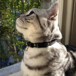 Collier Pour Chat En Cuir Beluga Caviar -Pet Haven Soldes IMG 4388