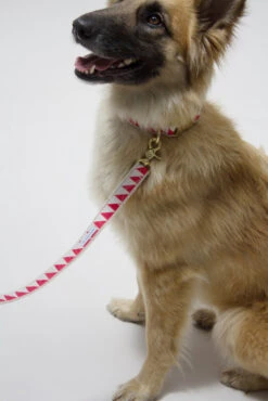 Laisse Nice Grill (2 Couleurs) -Pet Haven Soldes IMG 5056