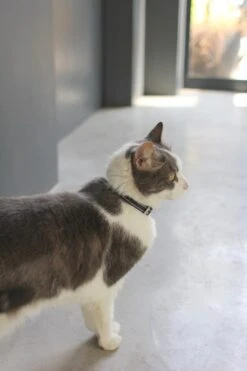 Collier En Cuir Pour Chat -Pet Haven Soldes IMG 7807 640x 630290fd 2490 4c65 a71e 259db8f3f2d9