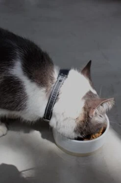 Collier En Cuir Pour Chat -Pet Haven Soldes IMG 7834 640x 1f7a0388 0b90 48bf b2a4 394c94a8578b