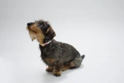 Collier Pour Chien Nice Grill Noir -Pet Haven Soldes IMG 8115