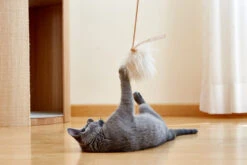 Jouet Pour Chat Topo En Laine De Mouton -Pet Haven Soldes MC Toys Topo natural Mia 387