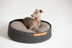 Coussin Pour Chat Et Chien Irvin (3 Couleurs) -Pet Haven Soldes MG 0840