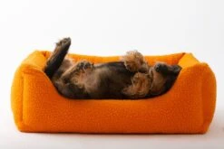 Panier Henri En Laine Casentino Duepuntootto -Pet Haven Soldes MG 8704