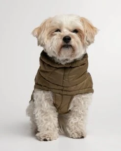 Doudoune Très Chaude Pour Chien -Pet Haven Soldes MG 9311 1440x1800 70cf0f99 97bd 4550 9c67 7d66a2f5952b