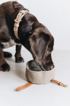 Bol De Voyage Pour Chien Pliable Melo Band & Roll -Pet Haven Soldes Mikadrinkingoutofsmallmelo 720x 134807e9 0678 4b57 b045 51d809fa40e7