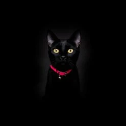 Collier Pour Chat Réfléchissant Lumino Lux -Pet Haven Soldes NeonPinkReflectiveCatCollar Cheshire WainBlackCat 1800x1800 edd68a69 eedf 4197 ab98 79e707506f24