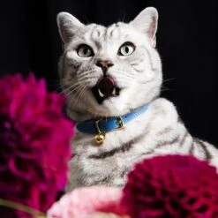 Collier Pour Chat En Cuir Royal Caviar 7 Collier Pour Chat En Cuir Royal Caviar -Pet Haven Soldes RoyalCaviarCatCollar03 1800x1800 8f8a6c29 c635 4e90 be36 e08c7b68155a