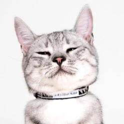 Collier Pour Chat Nice Grill Noir Et Crème -Pet Haven Soldes Studio Cat Nice Grill Cream Black 01