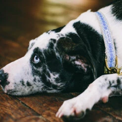 Collier Pour Chien You’re A Stud Cream & Lake Blue -Pet Haven Soldes Untitled 3