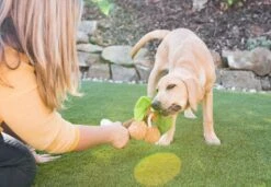 PLAY Peluche Pour Chien Palmier -Pet Haven Soldes Westway Studio PLAY 111220 043 web