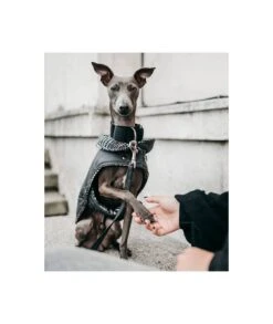 Manteau Pour Lévriers -Pet Haven Soldes abrigo grey and ribes principe de gales brott