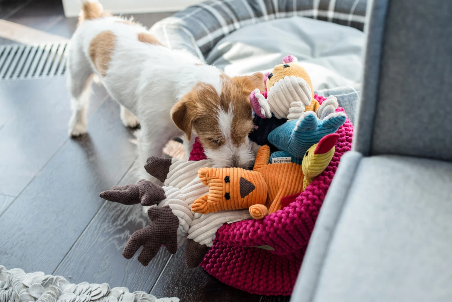 Jouet Pour Chien Stimulant Roy 4 Jouet Pour Chien Stimulant Roy – Image 2