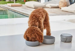 Bento De Voyage Pour Chien -Pet Haven Soldes bento bildergalerie3