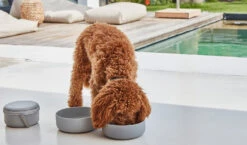 Bento De Voyage Pour Chien -Pet Haven Soldes bento buehne