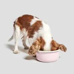 Bol Pour Chien En émail Granny -Pet Haven Soldes cloud7 dog bowl granny ros dog 2