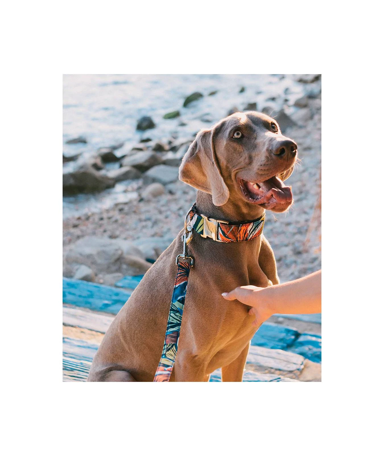 Laisse Pour Chien Portlligat Tropicale 4 Laisse Pour Chien Portlligat Tropicale – Image 2